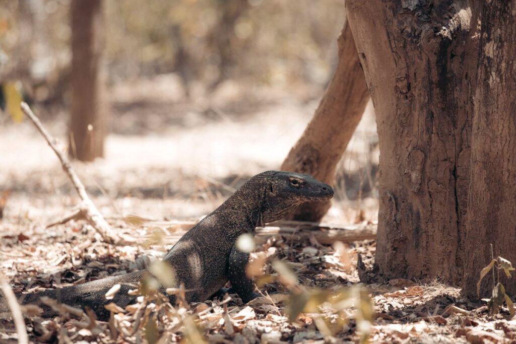 WILDER KOMODO-DRACHE IM KOMODO-NATIONALPARK