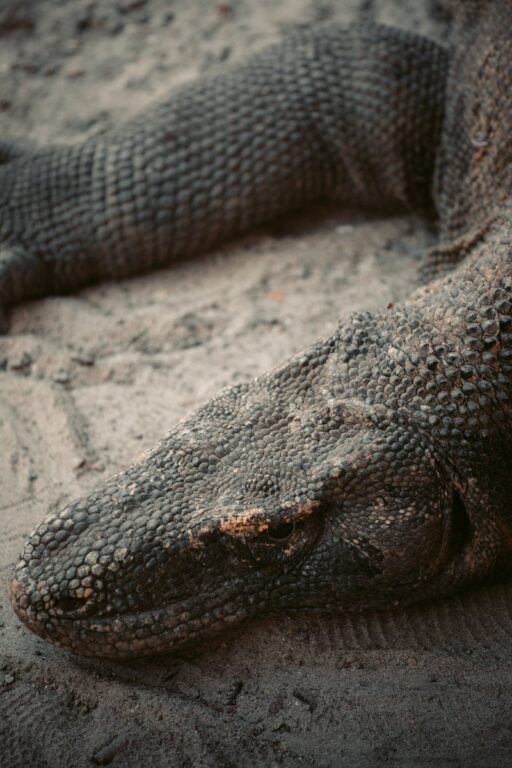 KOMODO-DRACHE IM KOMODO-NATIONALPARK