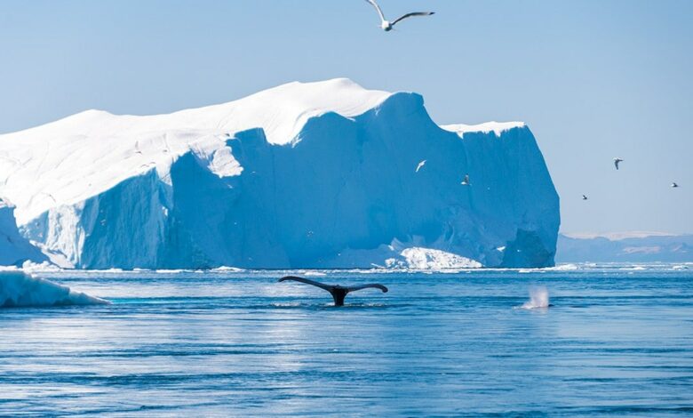 Wandern rund um Ilulissat in Grönland: ein vollständiger Leitfaden