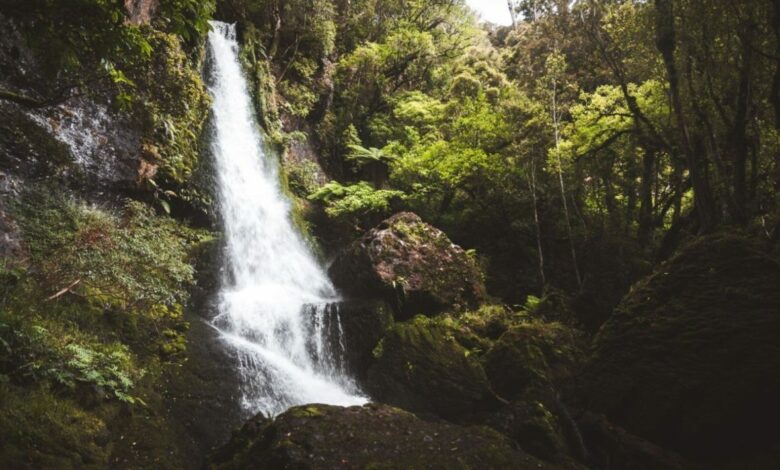 Waipohatu Waterfall Loop Hike in The Catlins – Neuseeland