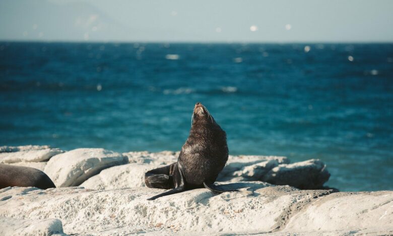 Wo kann man die Robbenkolonie Kaikoura sehen – Südinsel Neuseelands