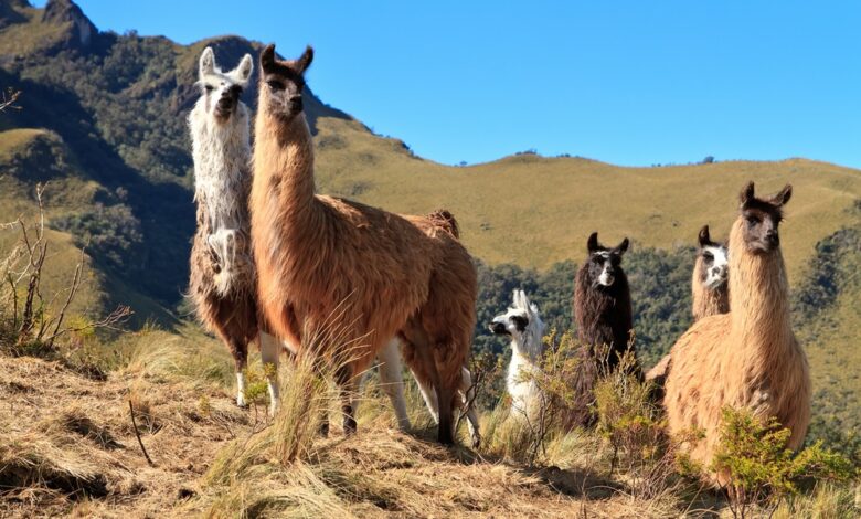 most interesting facts about Ecuador lead image alpacas