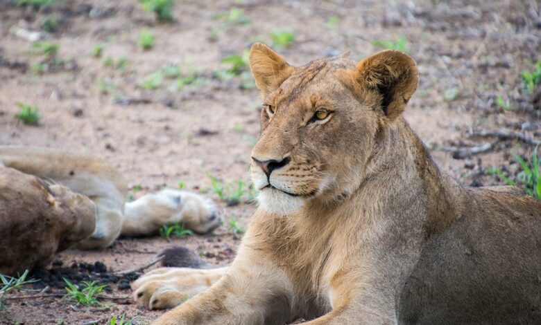 Manyeleti Game Reserve lions 1