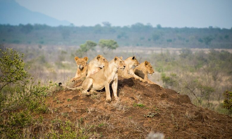 Manyeleti Game Reserve lions 6