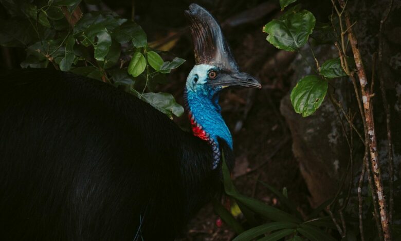 Etty Bay Cassowaries – Wo und wie man wilde Cassowaries sicher entdeckt