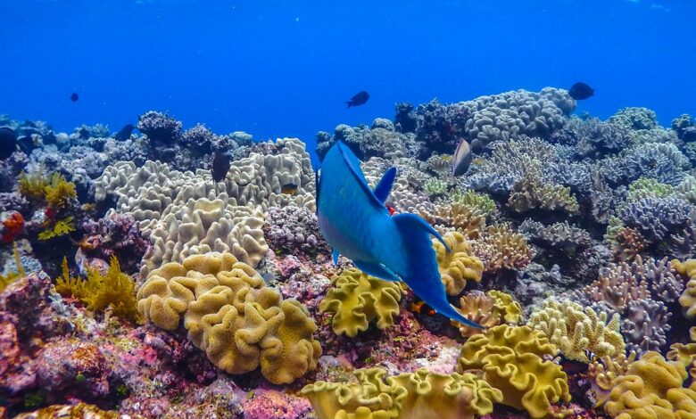 protect the Great Barrier Reef coral garden