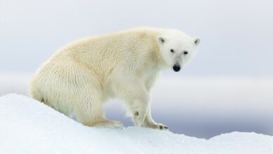 Extinction tourism