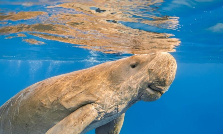 interesting facts about the Great Barrier Reef dugong