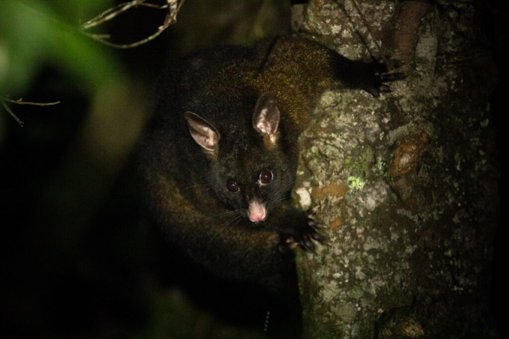 BLACK BRUSHTAIL POSSUM AUF DEM EVERCREECH STATE RESERVE CAMPINGPLATZ