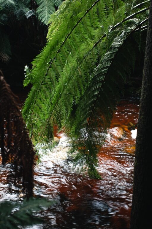 BRÄUTIGAM FLUSSFARNE IN TASMANIEN
