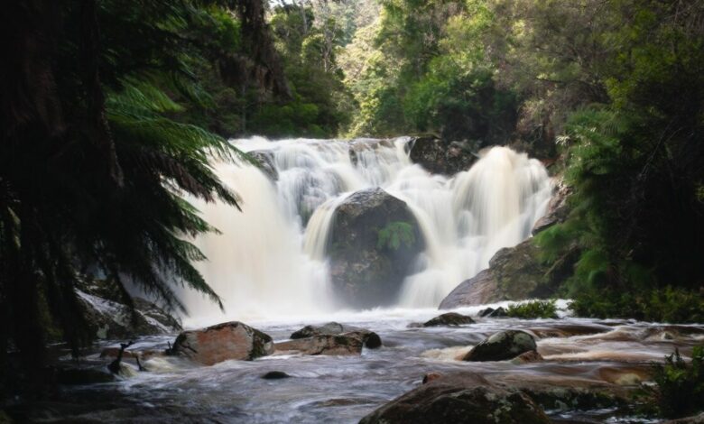 Halls Falls Tasmanien – Wasserfall- und Wanderführer