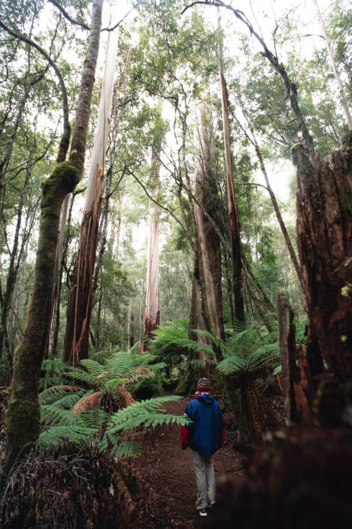 HOHE BÄUME GEHEN TASMANIEN