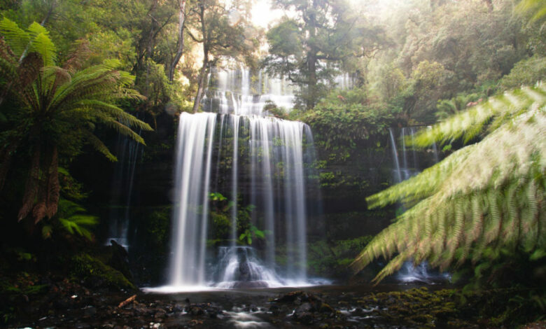 Besuch der Russell Falls Tasmanien: Der berühmteste Tassie-Wasserfall