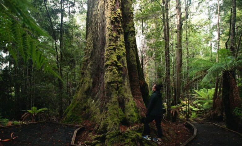 Styx Tall Trees Walk – Wo man tasmanische Riesenbäume sehen kann