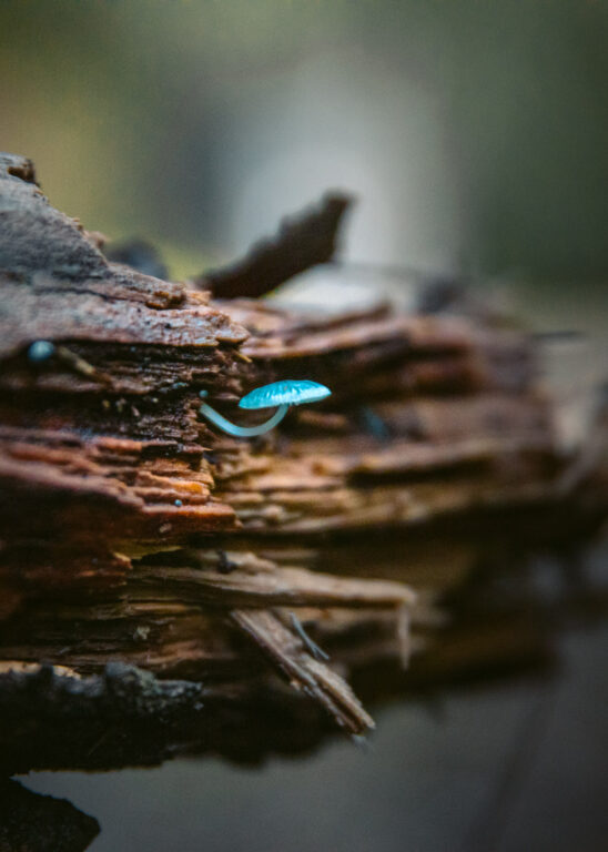 PILZ AUF DEM COLLINS CAP TRACK, MYRTLE FOREST