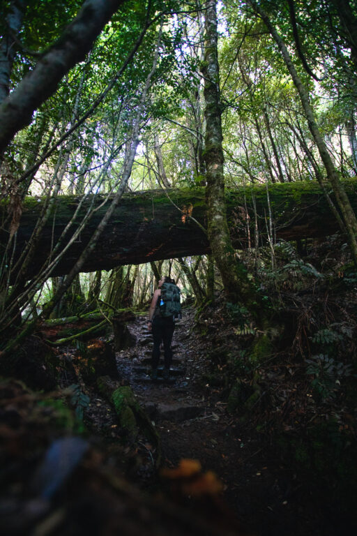MYRTLE FOREST WALK UND COLLINS CAP IN TASMANIEN