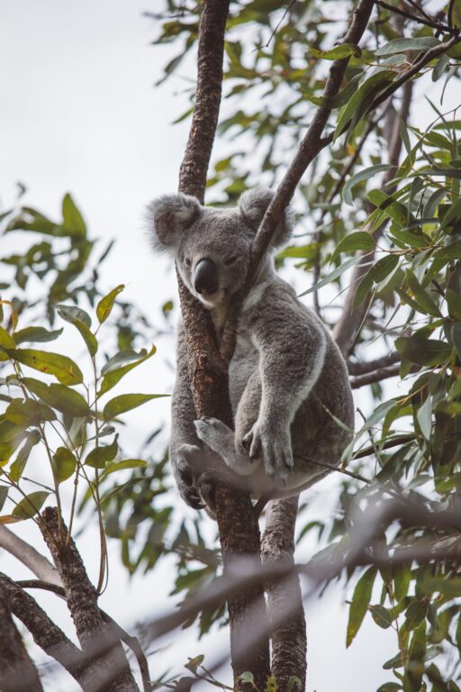 Forts laufen Koalas auf Magnetic Island