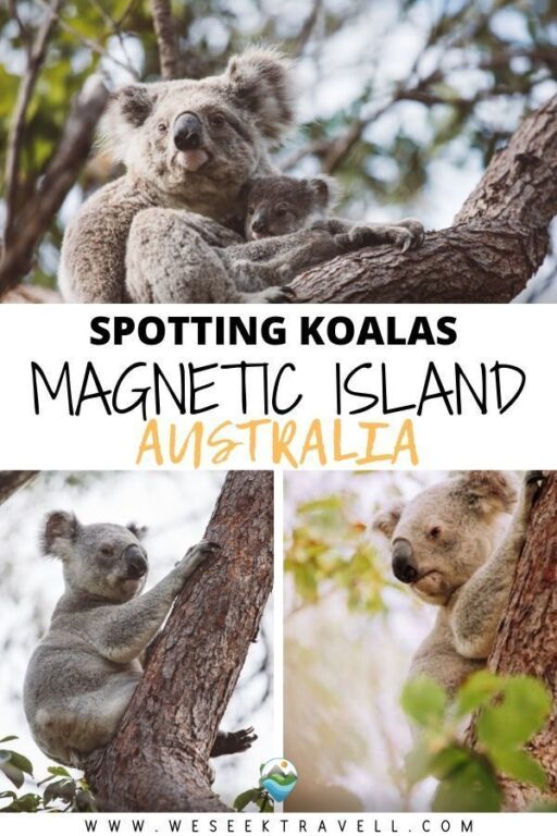 The Forts Track - Koalas auf Magnetic Island