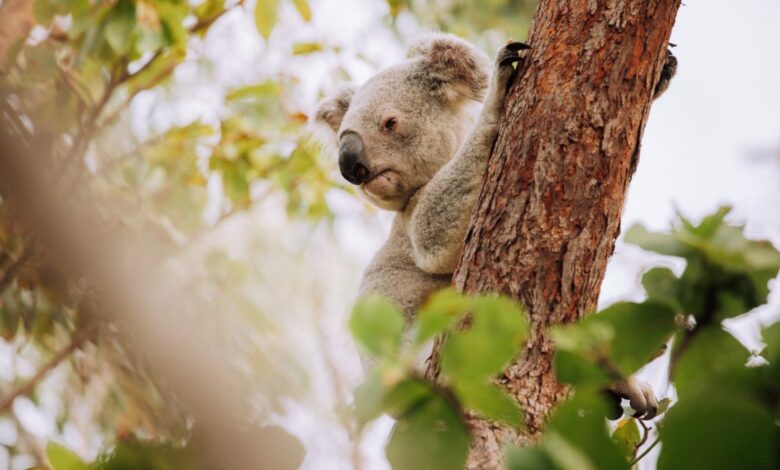 Wo man Koalas auf Magnetic Island sehen kann: The Forts Track