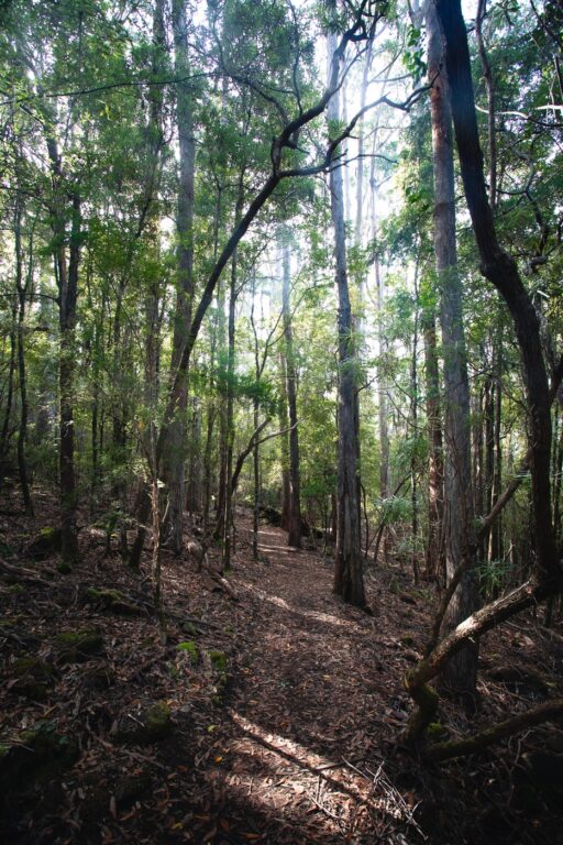 CAPE RAOUL WANDERN TASMANIEN