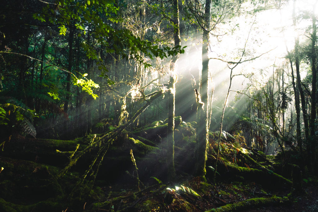 SONNENSTRAHLEN AUF DEM PHILOSOPHER FALLS TRACK, TASMANIEN