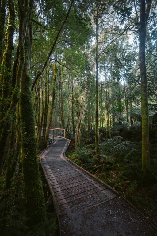 NELSON FALLS NATURE TRAIL WALK TASMANIEN