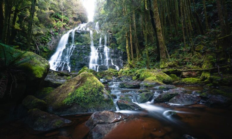 Nelson Falls Tasmanien – Kompletter Wasserfallführer