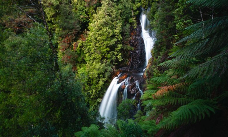 Philosopher Falls Tasmanien – Kompletter Wasserfallführer