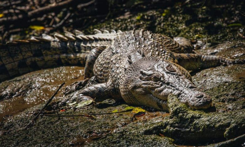 (Rezension) Beste Daintree Crocodile Tour in Cairns/Cape Tribulation  