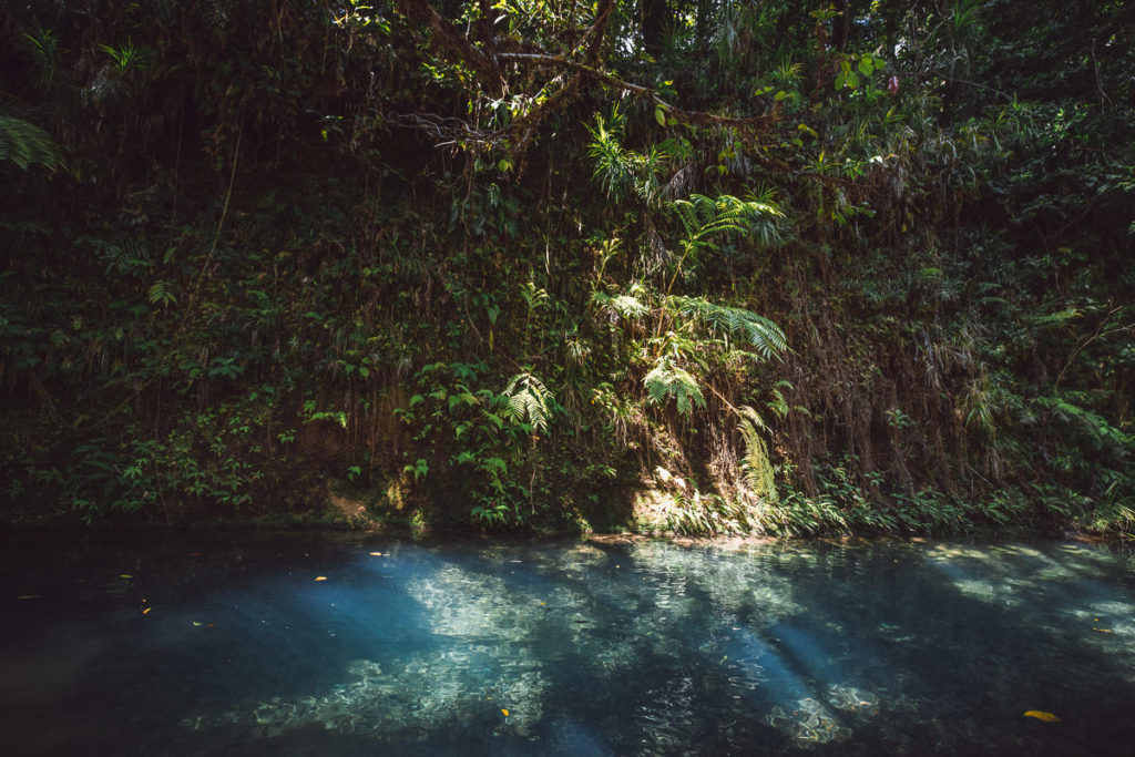 BLAUE REGENWALD-POOLS, CAPE TRIBULATION, AUSTRALIEN