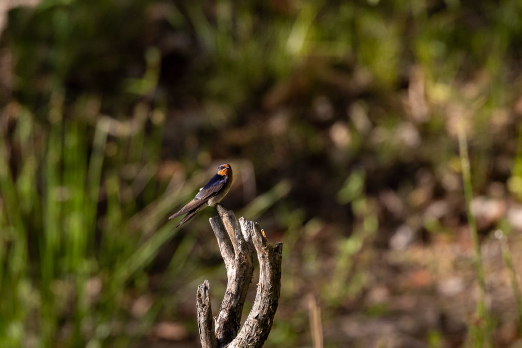 Vogel in Cattana-Feuchtgebieten Cairns