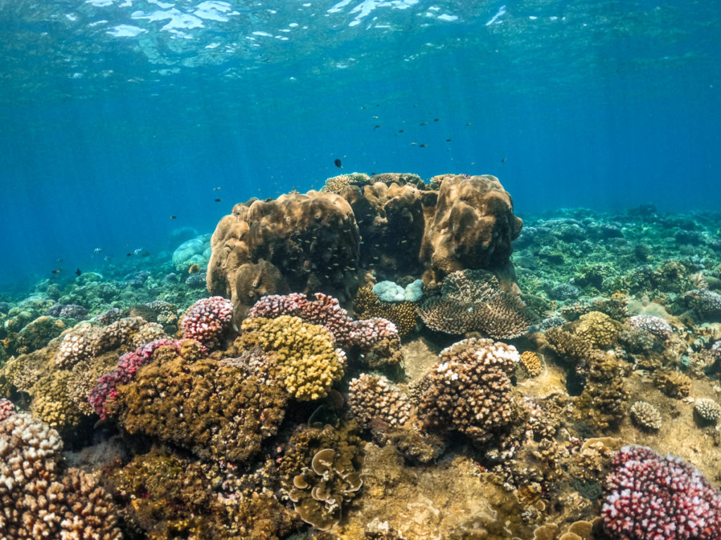 Korallenriff auf Frankland Islands