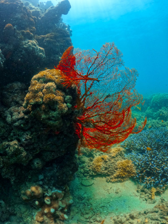 Rote Farnkoralle am Great Barrier Reef in der Nähe von Cairns, QLD