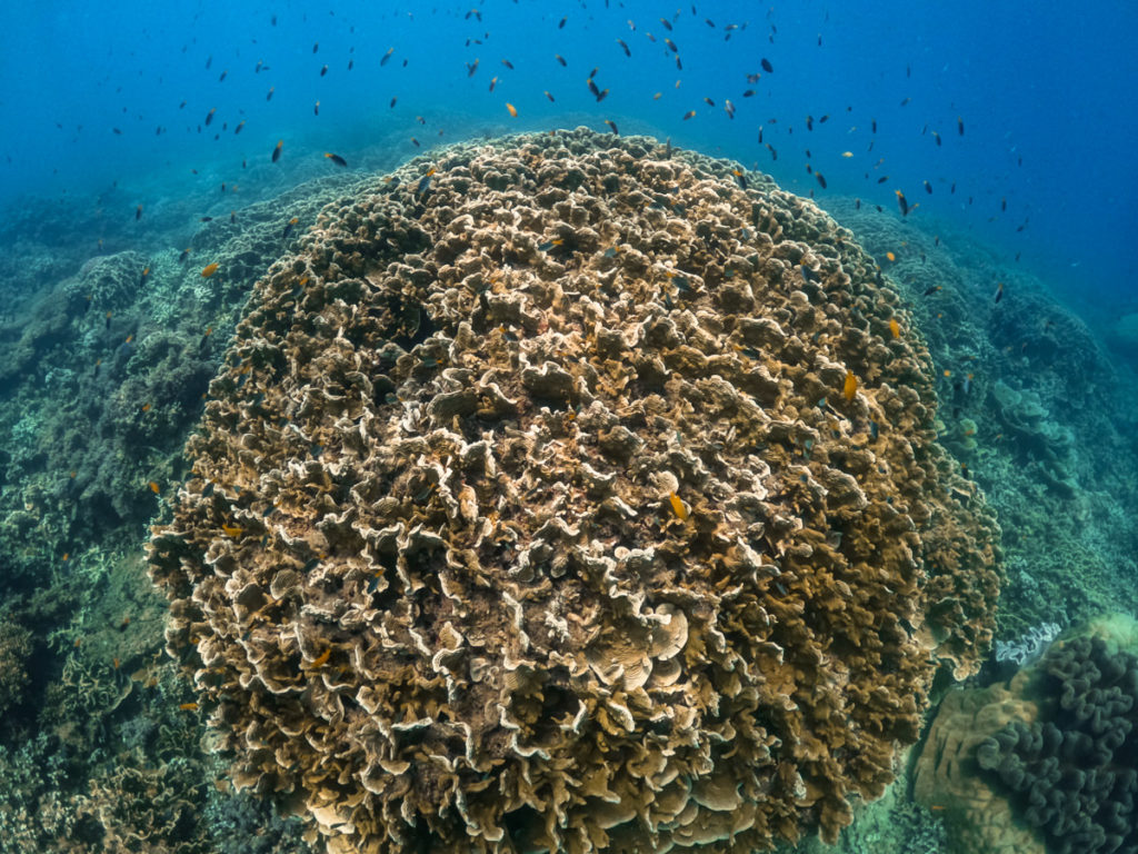 Great Barrier Reef-Korallen