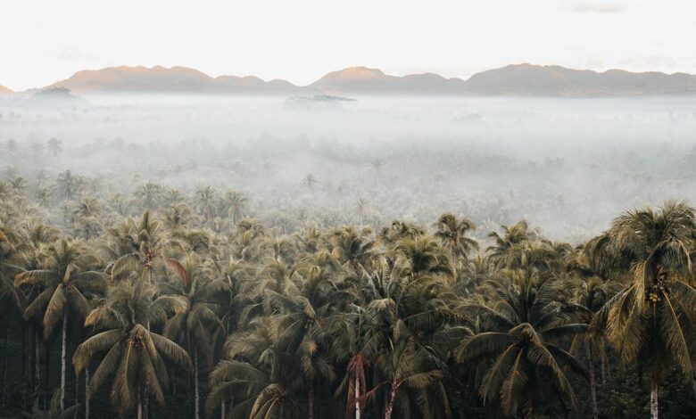 Palm Tree Lookout Siargao – Bester Sonnenaufgangspunkt in der Nähe von General Luna
