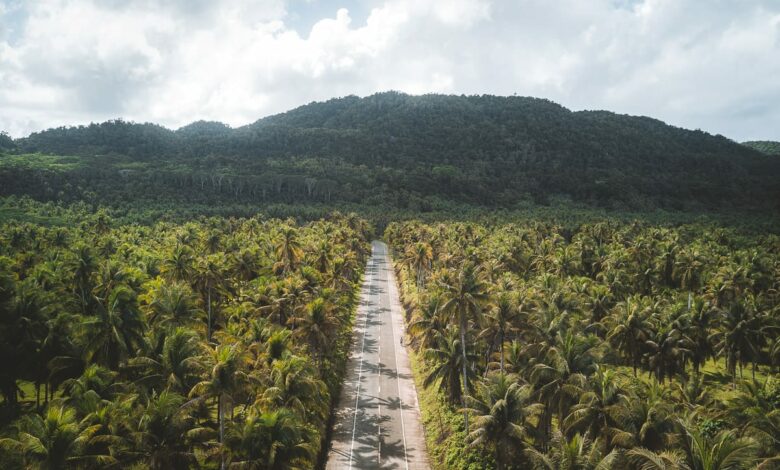 Coconut Road – So gelangen Sie zur berühmten Palm Tree Road auf Siargao  