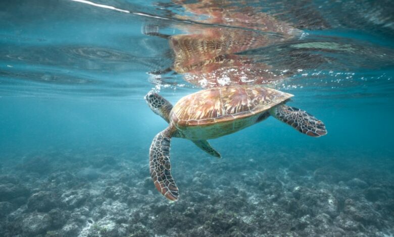 Schnorcheln in Moalboal – Wo man auf Cebu mit Riesenschildkröten schwimmen kann