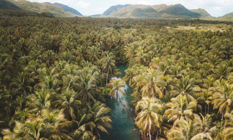 Maasin River Siargao – Epische gebogene Palmenschaukel