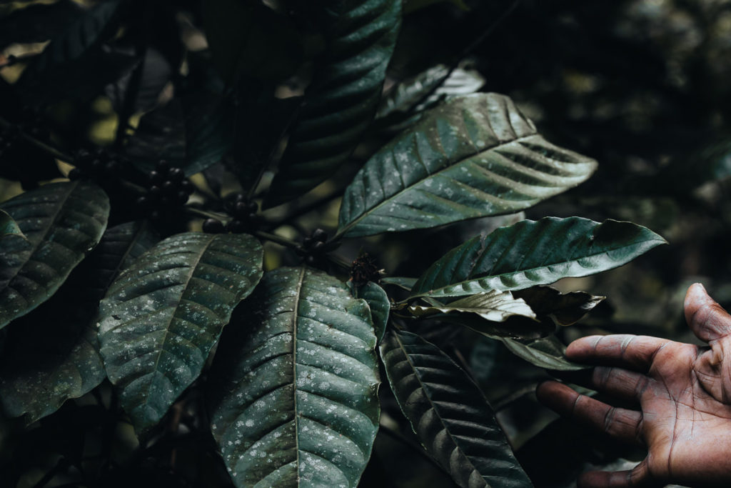 Wanderführer Kaffeepflanze Seychellen
