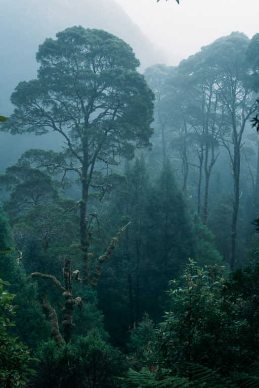 Tasmanischer Wald