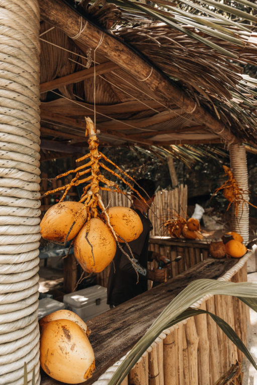 Kokosnüsse hängen an der Strandbar auf der Insel Mahe, Seychellen