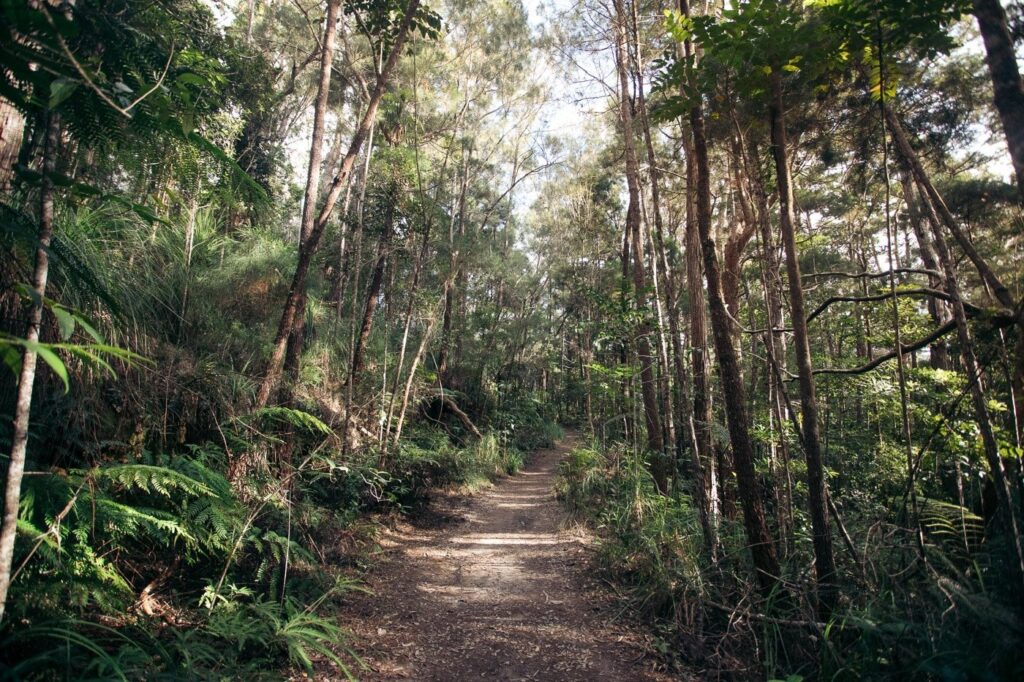 Wanderweg im Wooroonooran-Nationalpark