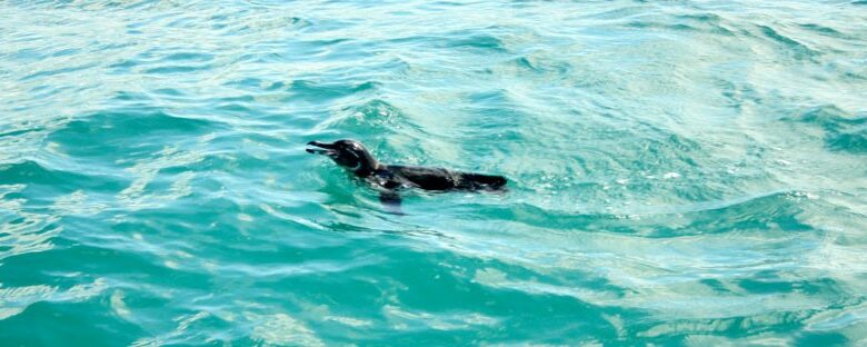 SWIMMING-WITH-GALAPAGOS-PENGUINS