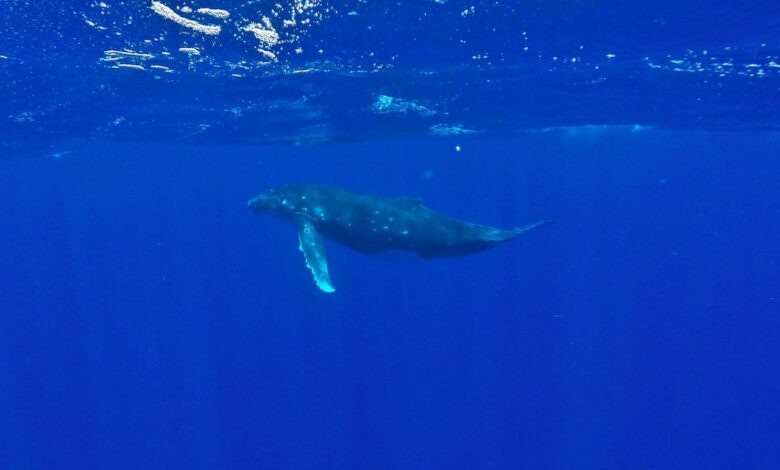 Swimming with humpback whales in Tonga feat img