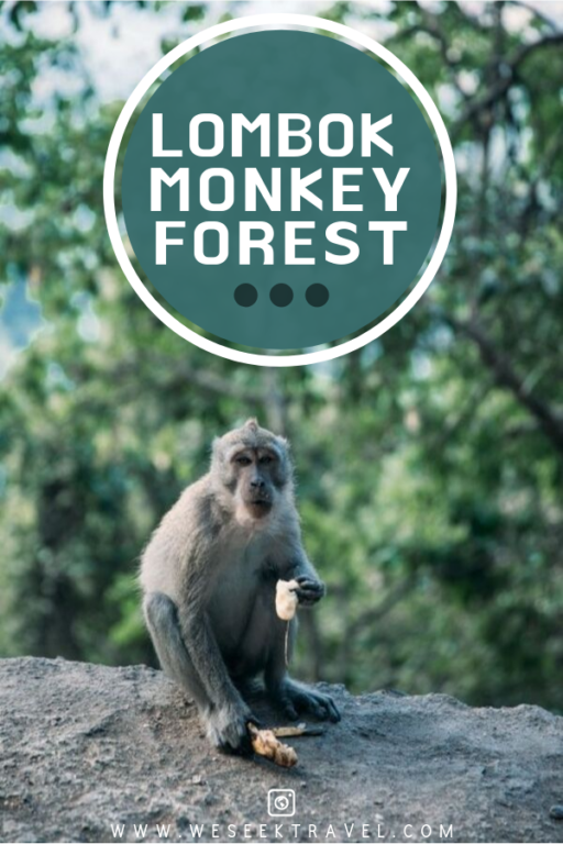 Affenwald von Lombok 