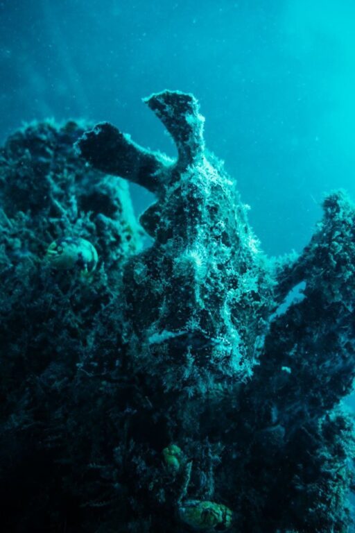 ANGLERFISCH AM MABUL ISLAND HOUSE REEF TAUCHEN