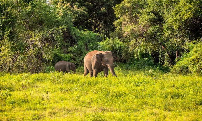 Elephants at Kaudulla National Park in Sri Lanka