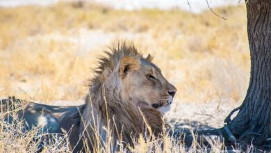 self-drive safari through Namibia etosha