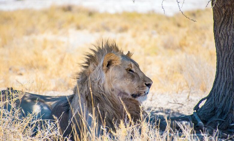 self-drive safari through Namibia etosha