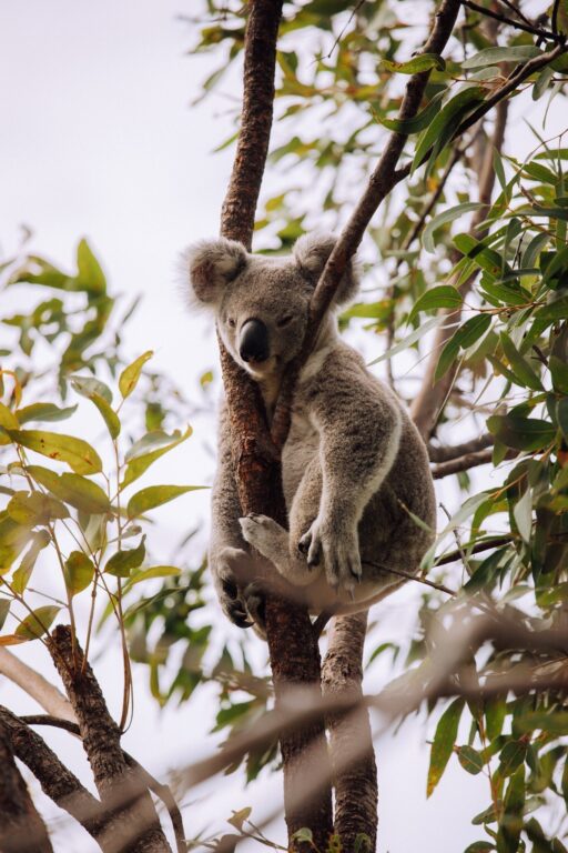Koalas auf Magnetic Island 